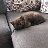 British Shorthair, Kedi  Gofi fotoğrafı