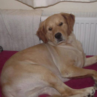 Golden Retriever, Köpek  pulsar fotoğrafı
