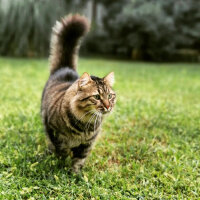 Sibirya Kedisi, Kedi  Cafer fotoğrafı