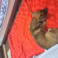 Chihuahua, Köpek  Dobby fotoğrafı