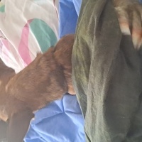 Chihuahua, Köpek  Dobby fotoğrafı