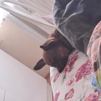 Chihuahua, Köpek  Dobby fotoğrafı