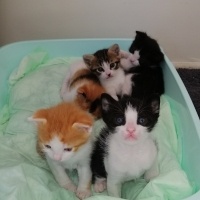 Tekir Kedi, Kedi  İsimsiz yavru kedilerr fotoğrafı