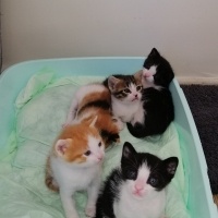 Tekir Kedi, Kedi  İsimsiz yavru kedilerr fotoğrafı