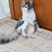Tekir Kedi, Kedi  MÜEZZA fotoğrafı