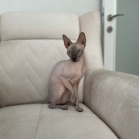 Sphynx, Kedi  Crystal fotoğrafı