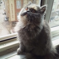 Chinchilla, Kedi  Peluş fotoğrafı
