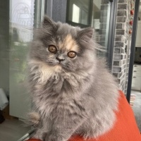 Chinchilla, Kedi  Peluş fotoğrafı