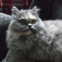 Chinchilla, Kedi  Peluş fotoğrafı