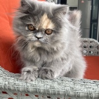 Chinchilla, Kedi  Peluş fotoğrafı