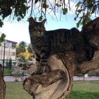 Tekir Kedi, Kedi  Haydar fotoğrafı