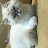 İran Kedisi (Persian), Kedi  Maviş fotoğrafı