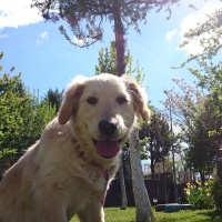 Golden Retriever, Köpek  LEYDİ fotoğrafı