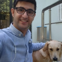 Golden Retriever, Köpek  LEYDİ fotoğrafı