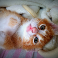 Tekir Kedi, Kedi  Paşa fotoğrafı
