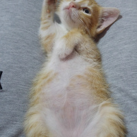 Tekir Kedi, Kedi  Paşa fotoğrafı