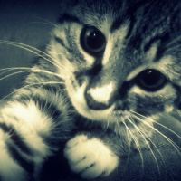 Tekir Kedi, Kedi  Sürpriz fotoğrafı