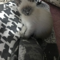 Siyam Kedisi, Kedi  Oreo fotoğrafı
