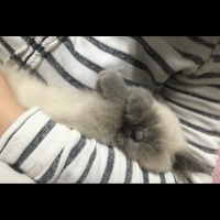 Siyam Kedisi, Kedi  Oreo fotoğrafı