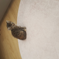 Tekir Kedi, Kedi  Khaalesi fotoğrafı