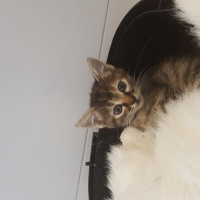 Tekir Kedi, Kedi  Khaalesi fotoğrafı