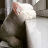 British Shorthair, Kedi  pamuk fotoğrafı