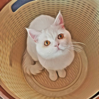 British Shorthair, Kedi  pamuk fotoğrafı