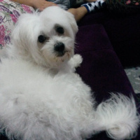 Maltese, Köpek  Şimşek fotoğrafı