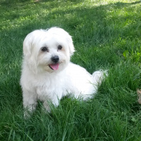 Maltese, Köpek  Şimşek fotoğrafı