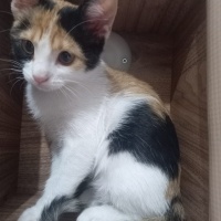 Tekir Kedi, Kedi  İzmir fotoğrafı