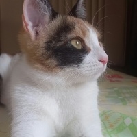 Tekir Kedi, Kedi  İzmir fotoğrafı