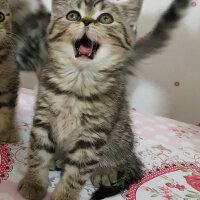 British Shorthair, Kedi  KUKİ fotoğrafı