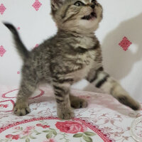 British Shorthair, Kedi  KUKİ fotoğrafı