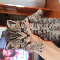 British Shorthair, Kedi  KUKİ fotoğrafı