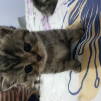 British Shorthair, Kedi  KUKİ fotoğrafı