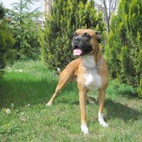 Boxer, Köpek  BODY fotoğrafı