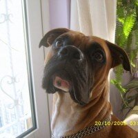 Boxer, Köpek  BODY fotoğrafı