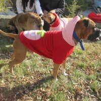 Boxer, Köpek  BODY fotoğrafı