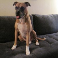 Boxer, Köpek  BODY fotoğrafı