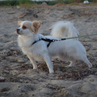 Pappilon, Köpek  Vodka fotoğrafı