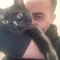 Bombay, Kedi  YODA fotoğrafı