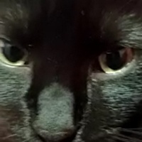 Bombay, Kedi  YODA fotoğrafı