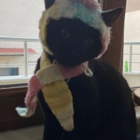 Bombay, Kedi  YODA fotoğrafı