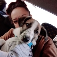 Sokö (Sokak Köpeği), Köpek  Berduş fotoğrafı