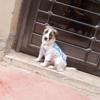 Sokö (Sokak Köpeği), Köpek  Berduş fotoğrafı