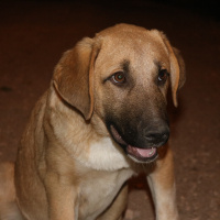 Kangal, Köpek  Ares fotoğrafı