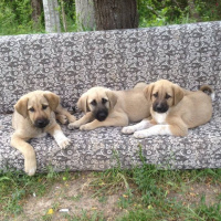 Kangal, Köpek  Ares fotoğrafı