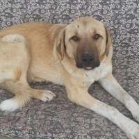 Kangal, Köpek  Ares fotoğrafı