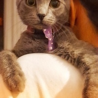 Mavi Rus, Kedi  Zeze Çiko fotoğrafı