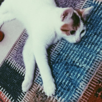 Tiffanie, Kedi  Mia fotoğrafı